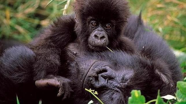 La República Democrática del Congo quiere modificar los límites del Parque Nacional Virunga