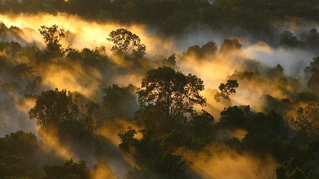 El Amazonas absorbe la mitad de CO2 que hace un cuarto de siglo