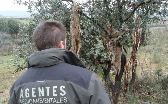 Encuentran varios zorros ahorcados en una encina en Los Yébenes