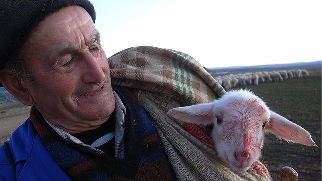 Un pastor con un cordero recién nacido en su rebaño