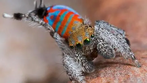 Las vistosas arañas pavo real que se contonean para encontrar pareja
