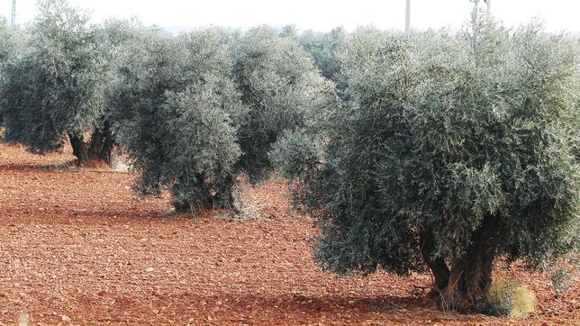 A Bruselas le preocupa la enfermedad que está afectando a los olivos en Italia