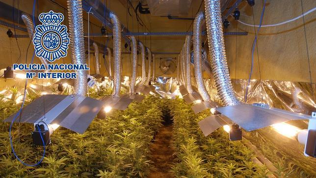 Intervenidas 4.600 plantas de marihuana en unos antiguos invernaderos de Elche