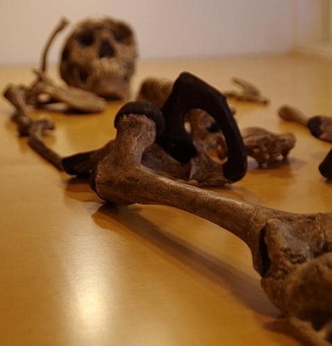 Esqueleto del niño de Turkana (Homo ergaster)