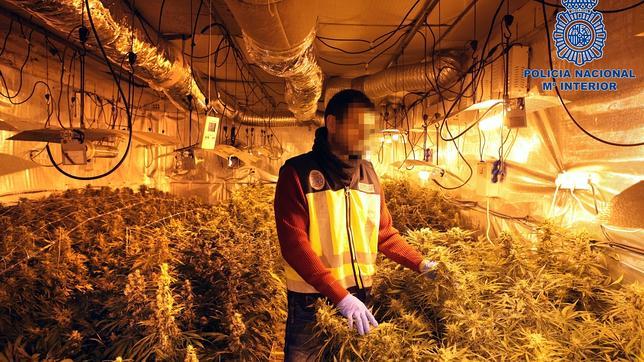 La fábrica a orillas del Ebro capaz de producir 20 millones de euros al año en marihuana