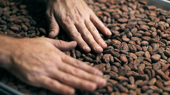 Granos de cacao