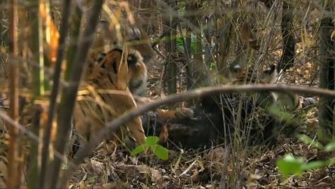 ¿Con qué animal preferirías toparte en un bosque: con un tigre o un oso?