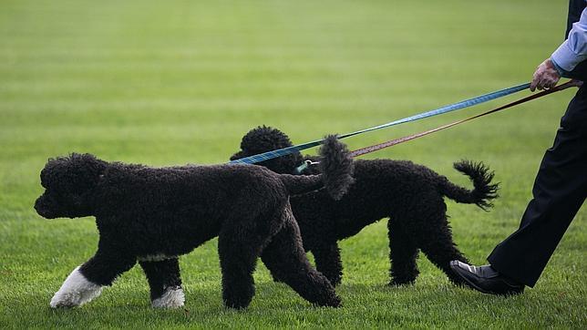 La extraña enfermedad que mata a los perros en Inglaterra