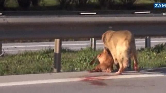 Así intenta proteger un perro a otro que ha sido atropellado en una autopista