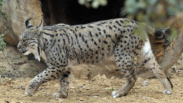 Lince ibérico: 188 cachorros han sobrevivido dentro del programa de conservación