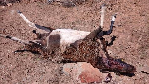 Un lobo mata once ovejas en la localidad salmantina de Ahigal de los Aceiteros