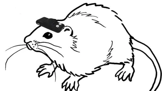 Ilustración que muestra una rata llevando el dispositivo geomagnético