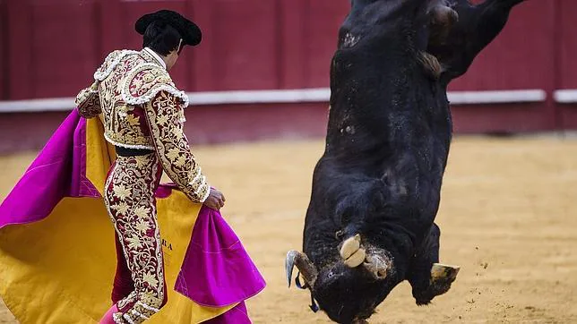 Miguel Ángel Perera observa cómo el tercer toro se pega un volatín en el capote