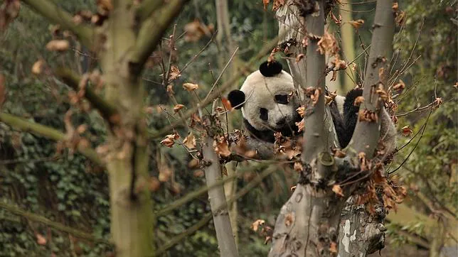 Un encuentro sexual entre pandas de récord