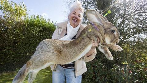 El conejo más grande del mundo: 1,3 metros y 22 kilos