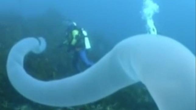 La criatura gigante que fue captada por una cámara bajo el mar