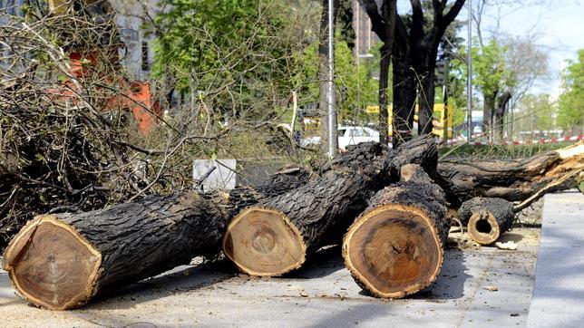 El eje Prado-Recoletos «elimina» 300 árboles enfermos