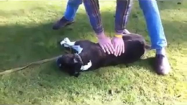 Así de angustiosa fue la resucitación cardiopulmonar de este perro diábetico