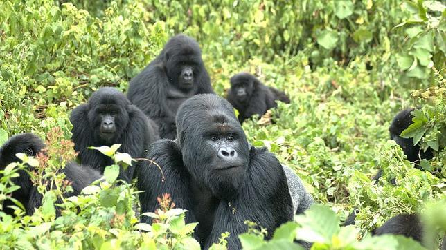 La endogamia en los gorilas de montaña ayuda a su supervivencia