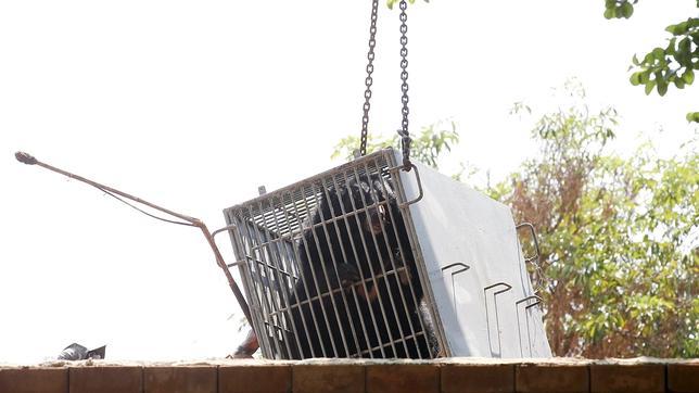 Tailandia ordena a los monjes del Templo del Tigre que se deshagan de sus felinos