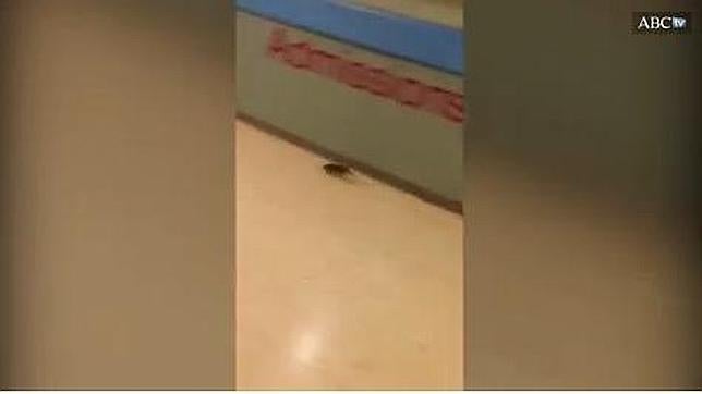 Vídeo: una rata corretea por la zona de quirófanos de urgencias del hospital de Bellvitge