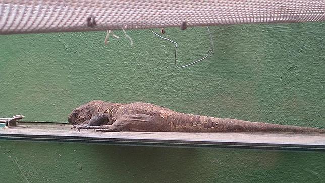 Espécimen de lagarto gigante de El Hierro