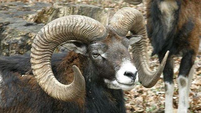 Animales que habitan en Canarias y que tal vez no conocías