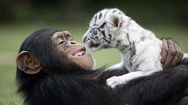 Las nueve historias de amistad más emotivas del reino animal
