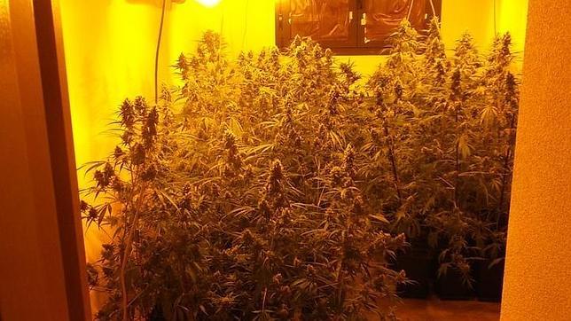 Plantas de marihuana incautadas por la Guardia Civil