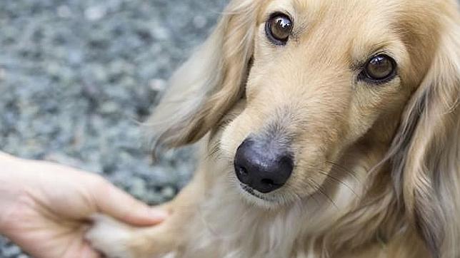 Los perros escuchan a sus dueños con una atención muy similar a la humana