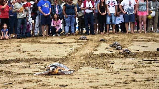 Devuelven al mar dos tortugas rescatadas de la zona donde se hundió el pesquero ruso