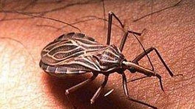 El vinchuca es el insecto transmisor del mal de chagas, cuya enfermedad se ha expandido por el mundo