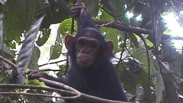 Los chimpancés miran a ambos lados antes de cruzar una carretera