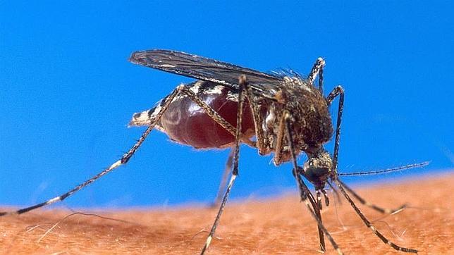 La malaria mata a un niño cada minuto