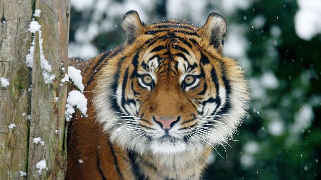 Hasta el momento hay 47 reservas de tigres en India, repartidas en 18 estados y ocupando 39.000 km2