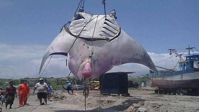 Una mantarraya de 1.000 kilos y ocho metros de largo, capturada en Perú