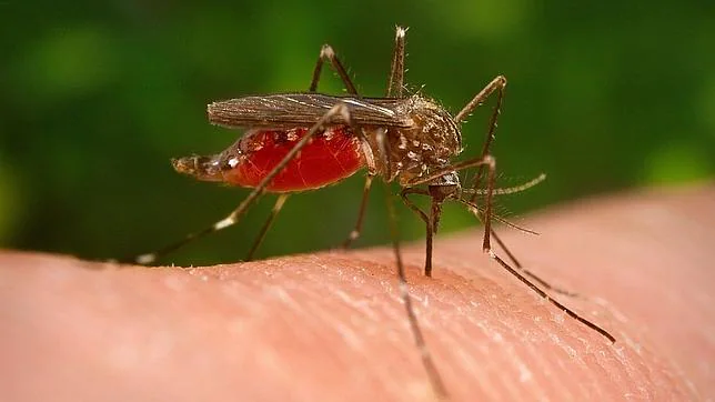 Los genes podrían estar detrás de las picaduras de mosquito