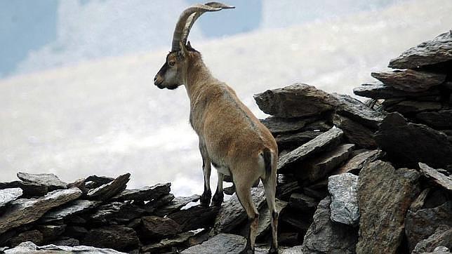 ¿Cuántas cabras montesas caben en la Sierra de Guadarrama?