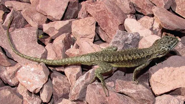 Una de las dos nuevas especies de lagarto descubierta en Chile: Liolaemus scorialis