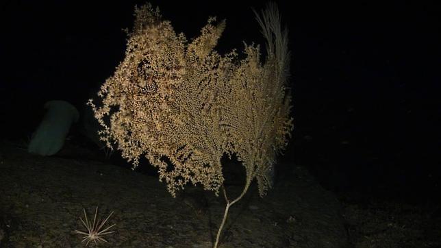 España otorga protección a 11 especies de corales y gorgonias del Mediterráneo