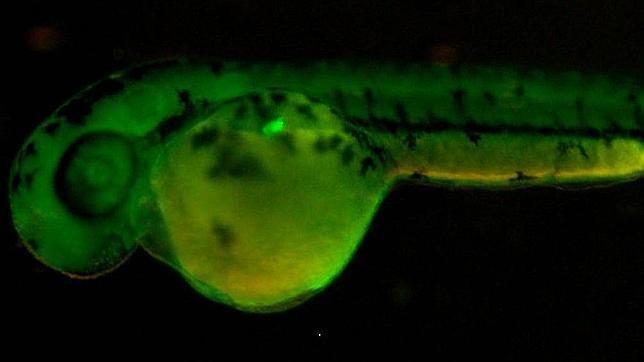 Embrión de pez cebra con el páncreas fluorescente en verde