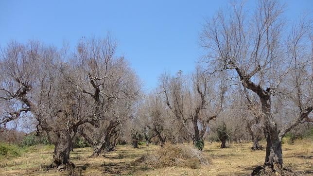 Una bacteria «asesina» amenaza los cultivos valencianos