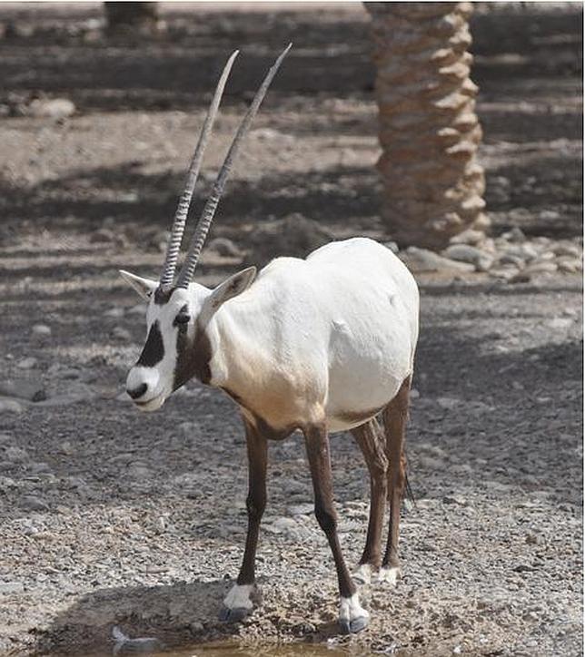UICN  Órice de Arabia