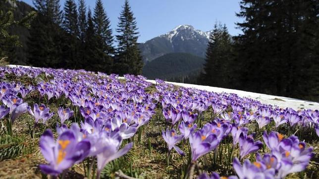 Las flores muestran la llegada de la primavera en el valle de Chocholowska, cerca de Zakopane en Polonia