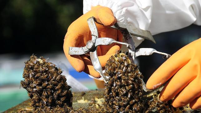 Los ataques de enjambres de abejas, como el de Méntrida, son «muy raros» y «poco frecuentes»