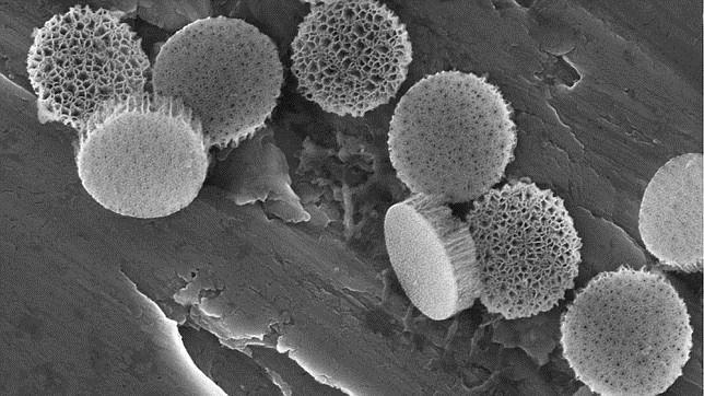 Nanopartículas de silicio mejoran la eficacia de las vacunas contra el cáncer