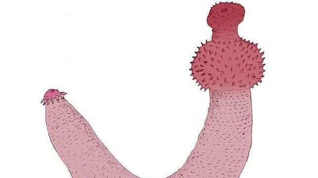 El gusano con forma de pene que sirve para entender la evolución