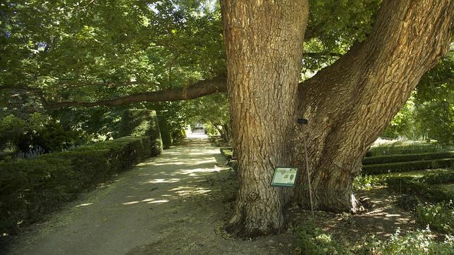 Lucha titánica para salvar a «Pantalones», el olmo más longevo del Jardín Botánico