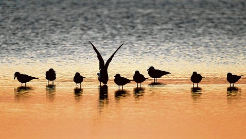 Día Mundial de las Aves Migratorias 2015