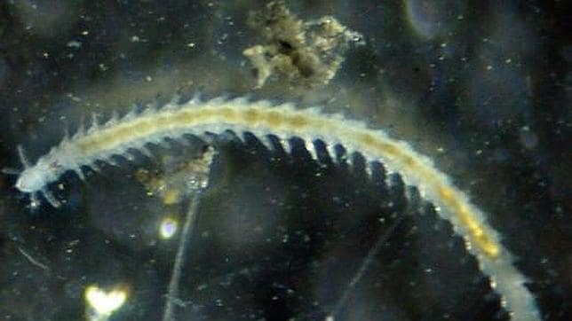 La nueva especie de gusano marino es frecuente en fondos oceánicos ricos en materia orgánica